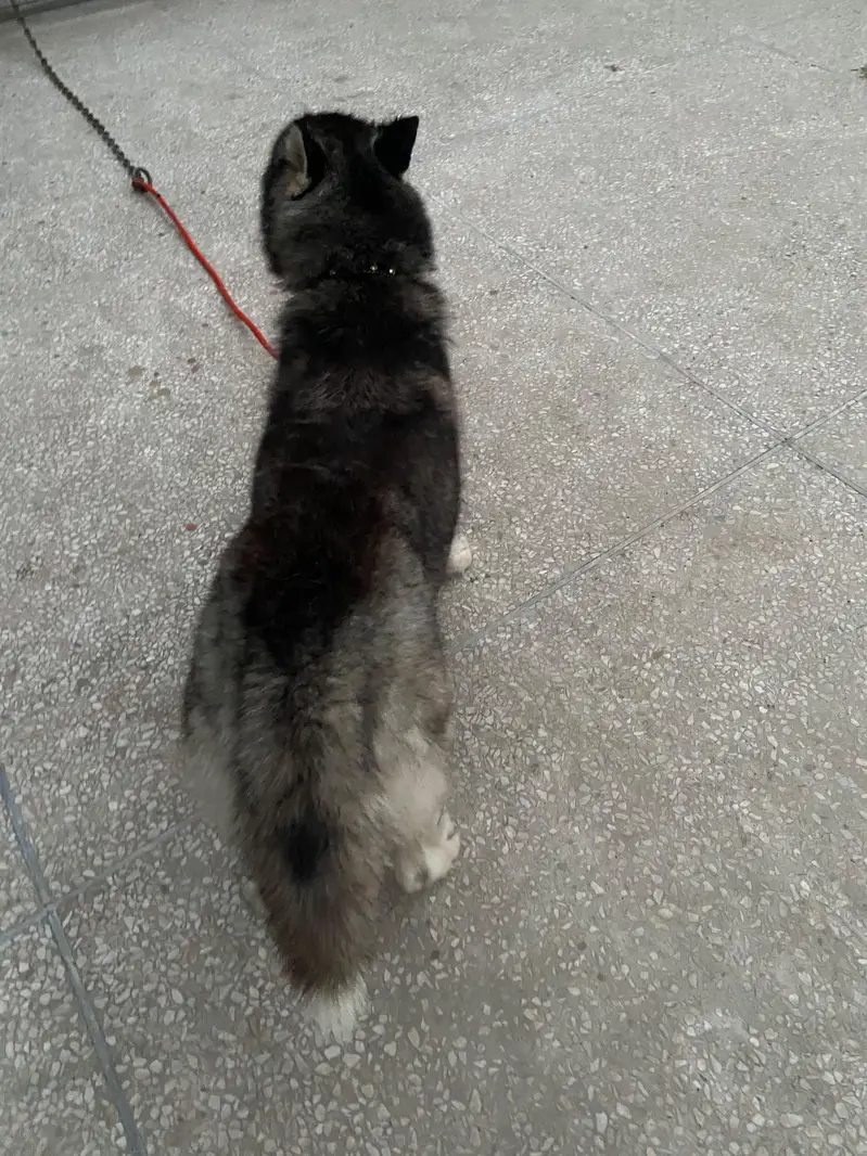 Female Husky odd eyes — photo 7