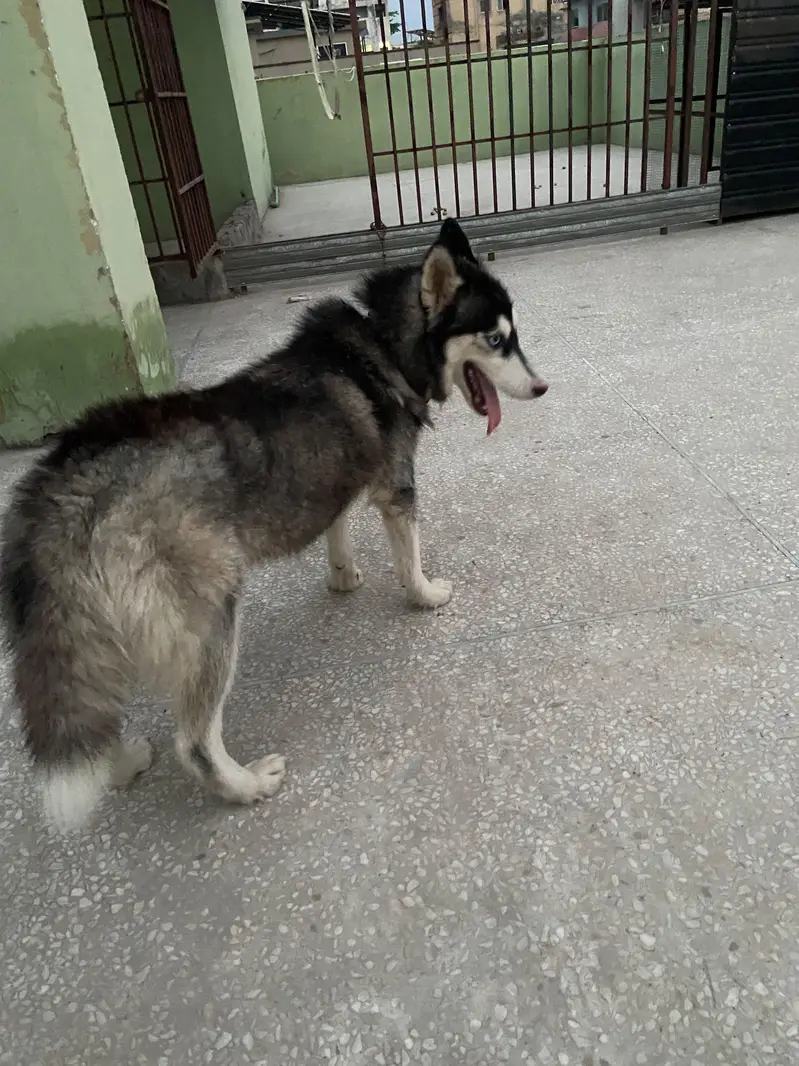 Female Husky odd eyes — photo 8