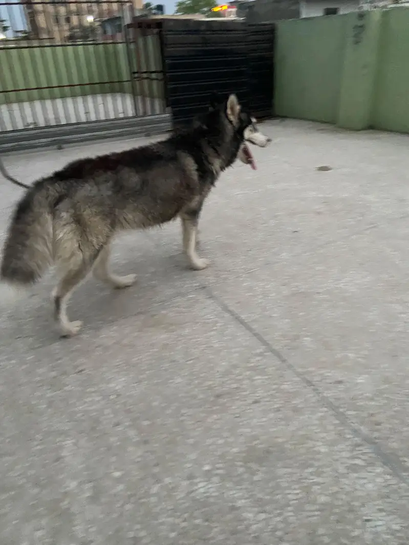 Female Husky odd eyes — photo 9