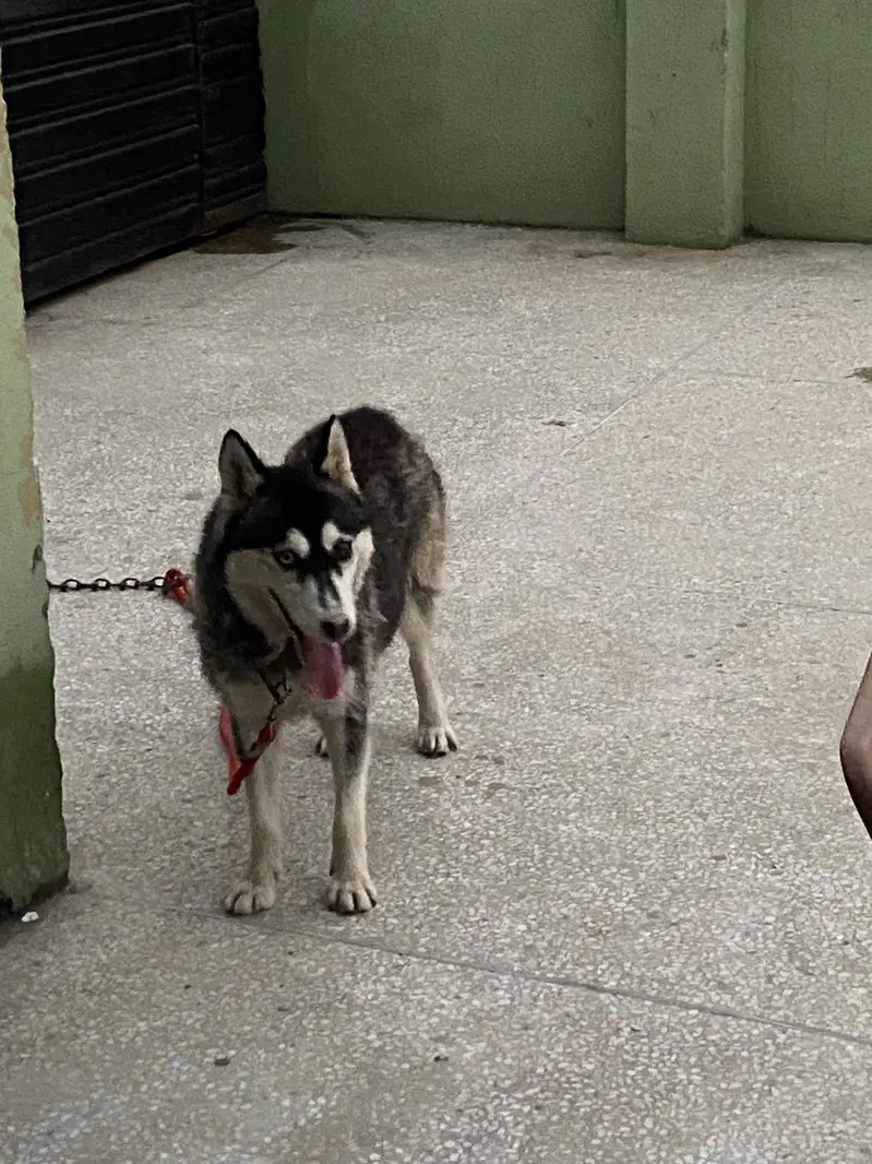 Female Husky odd eyes — photo 10