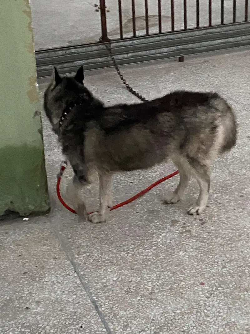 Female Husky odd eyes — photo 11