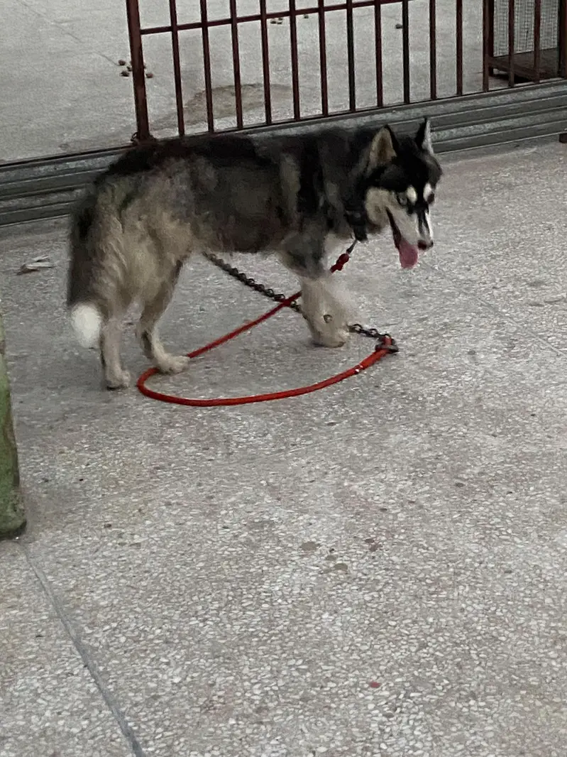 Female Husky odd eyes — photo 12