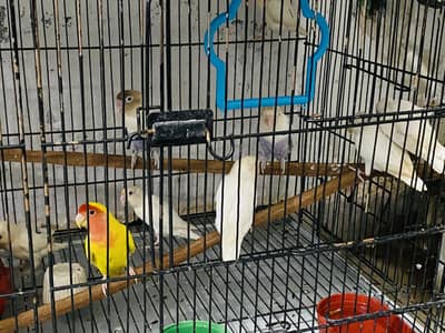 Love bird breeders pair for sale