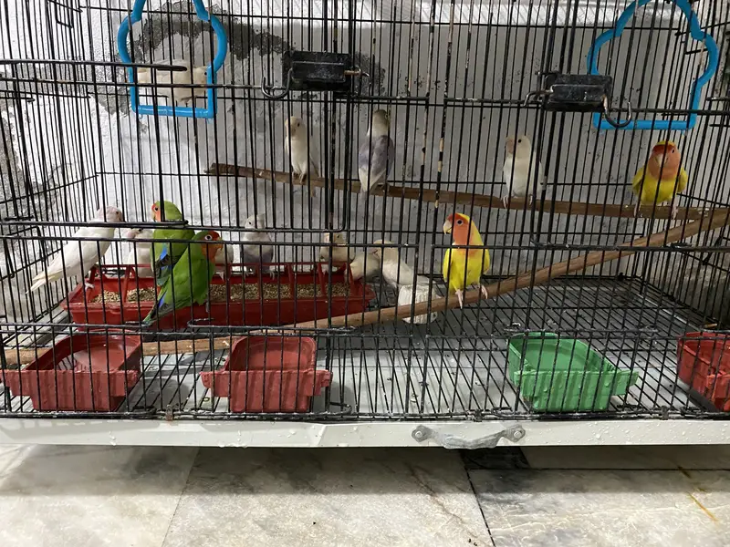 Love bird breeders pair for sale — photo 2