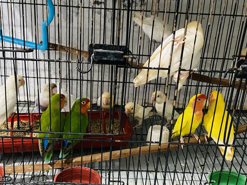 Love bird breeders pair for sale — photo 3