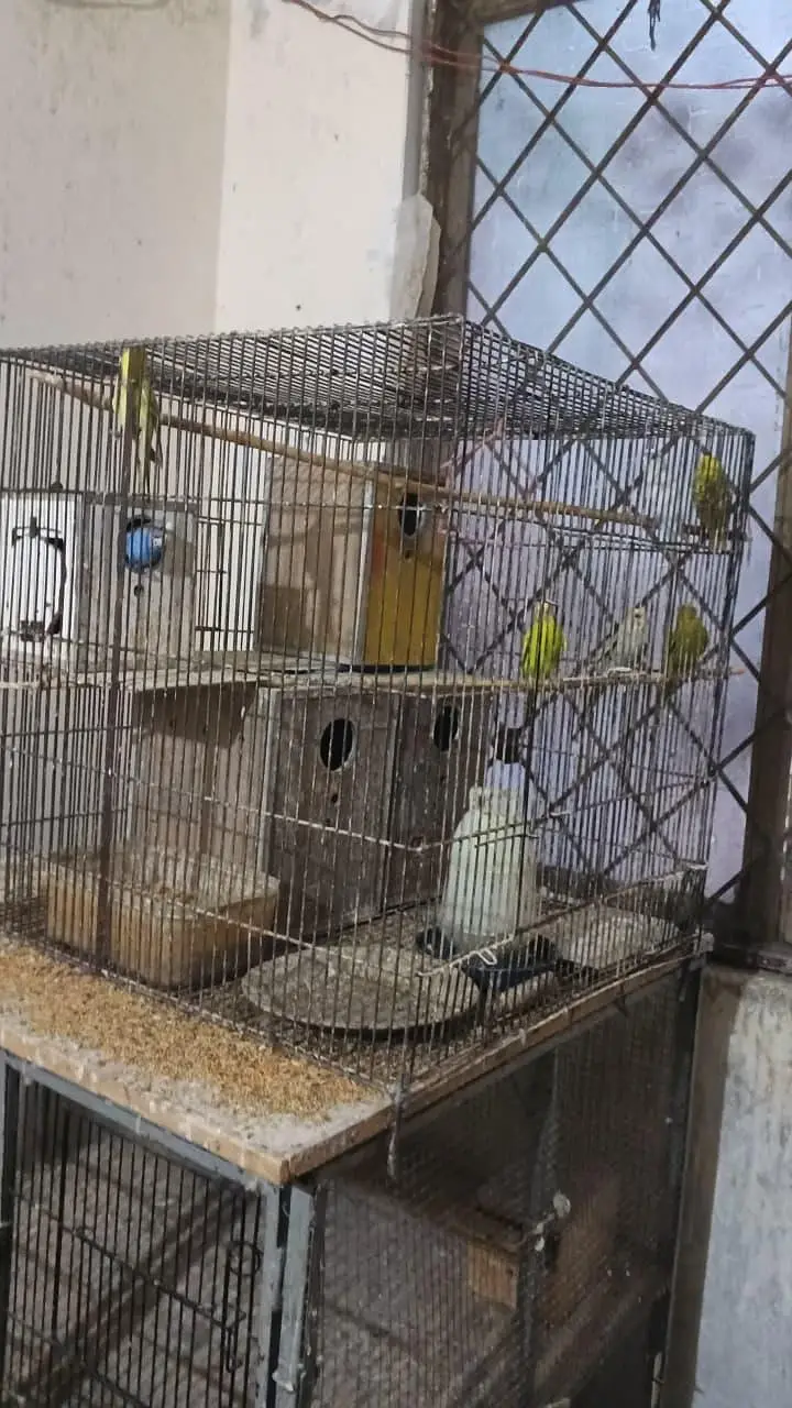 Top quality iron cage for sale sokeen bids hazrat ka lia solid chiz — photo 3
