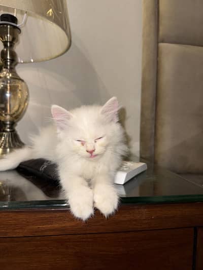 Persian