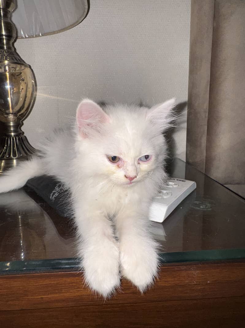 Persian 1