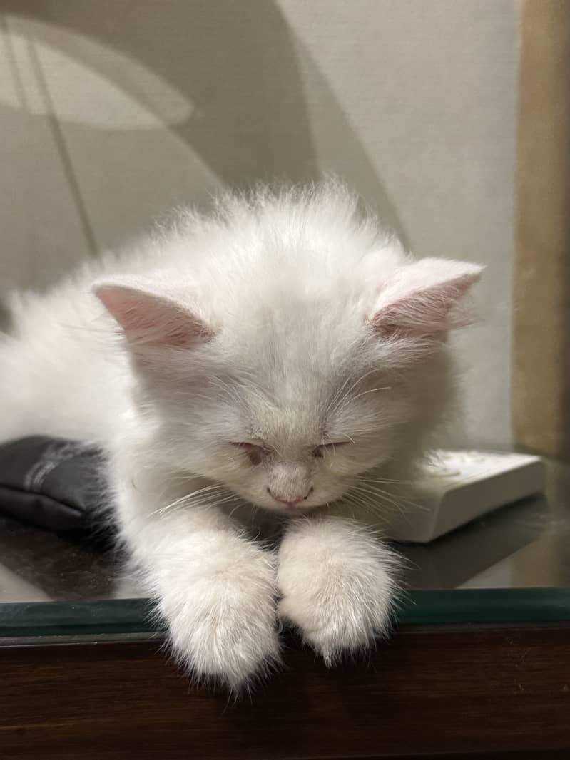 Persian 2