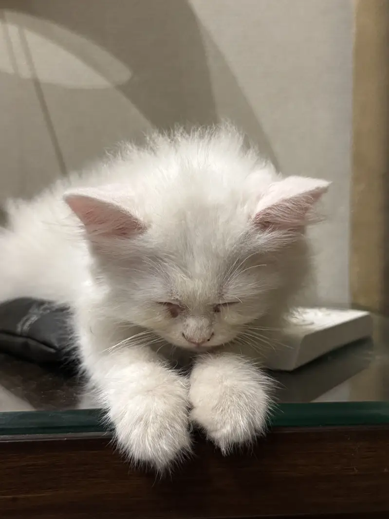 Persian — photo 3