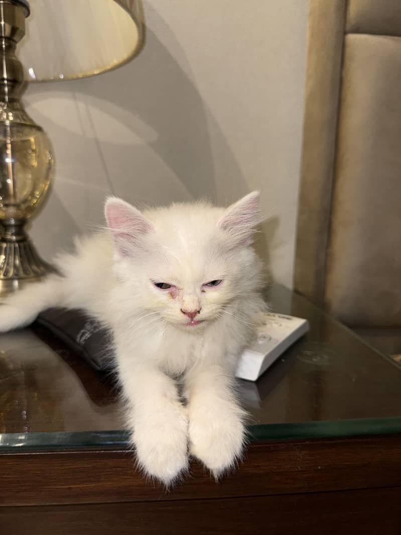 Persian 3
