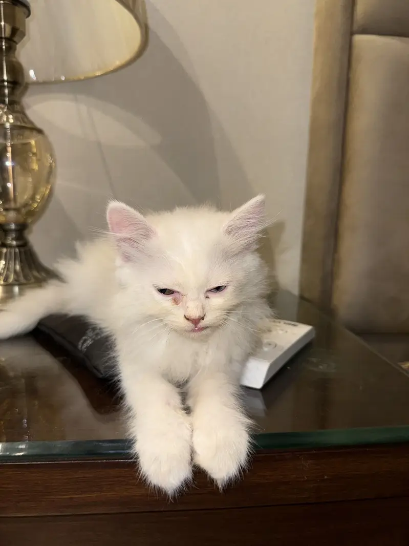 Persian — photo 4