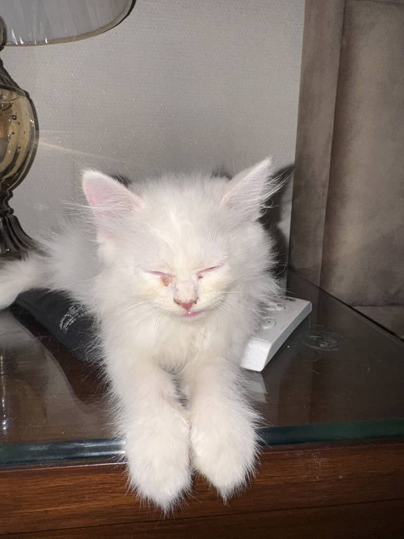 Persian 4
