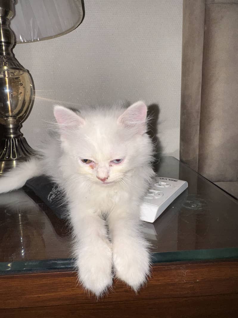 Persian 5