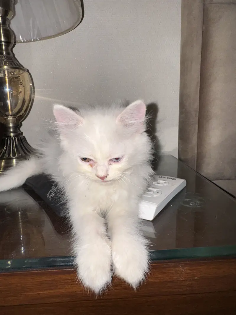 Persian — photo 6