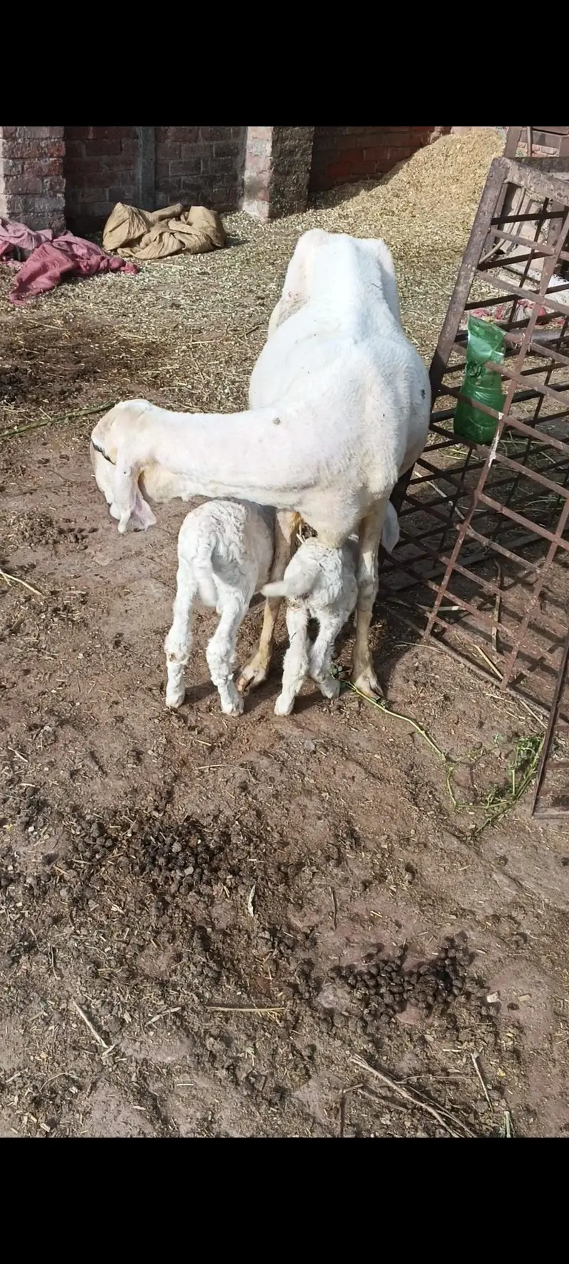 sheep for sale in Lahore — photo 4