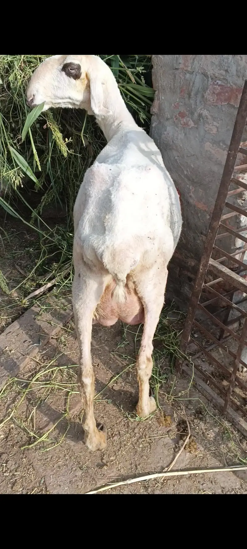 sheep for sale in Lahore — photo 5