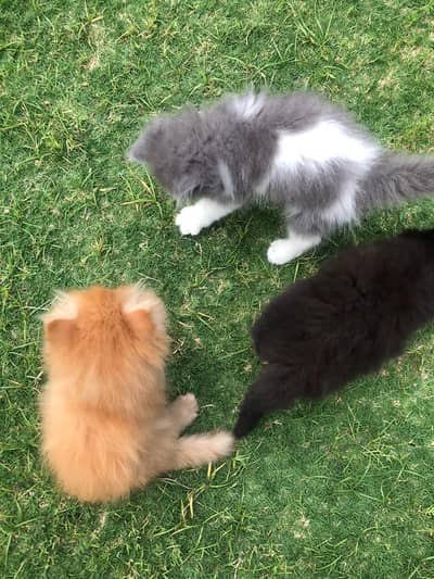 persian kittens
