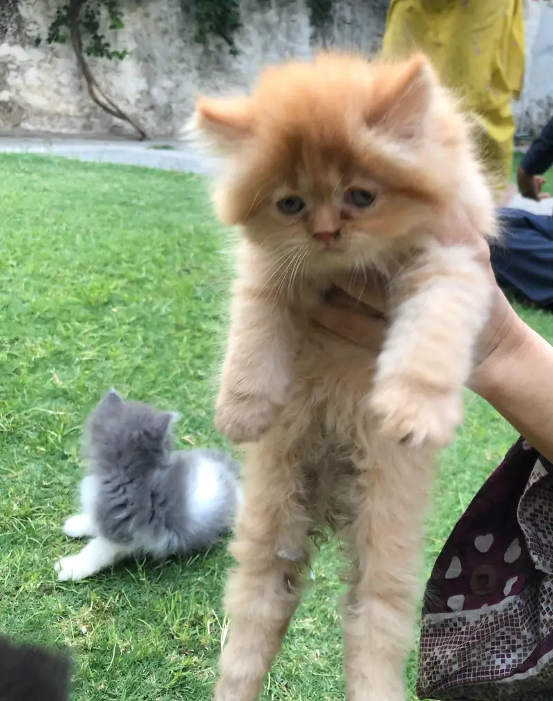persian kittens — photo 2