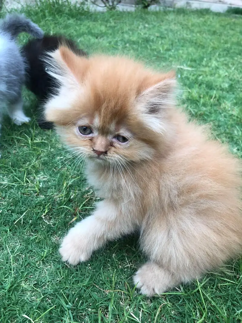 persian kittens — photo 3