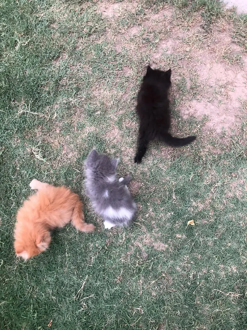 persian kittens — photo 4