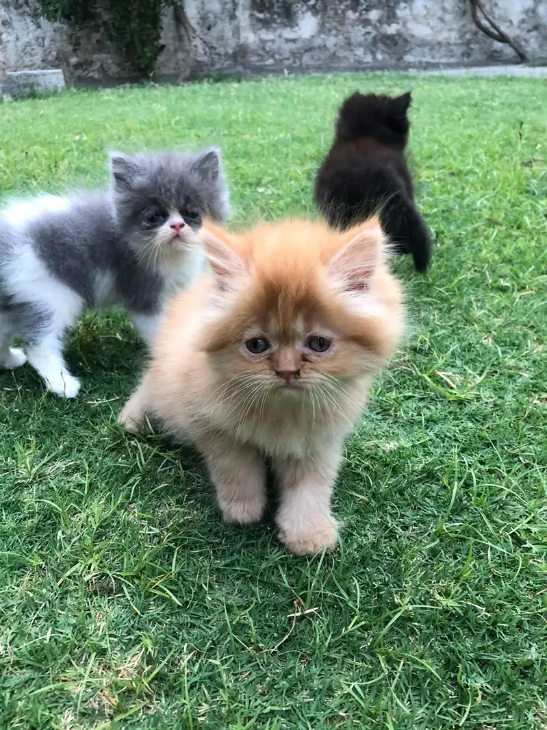 persian kittens — photo 5