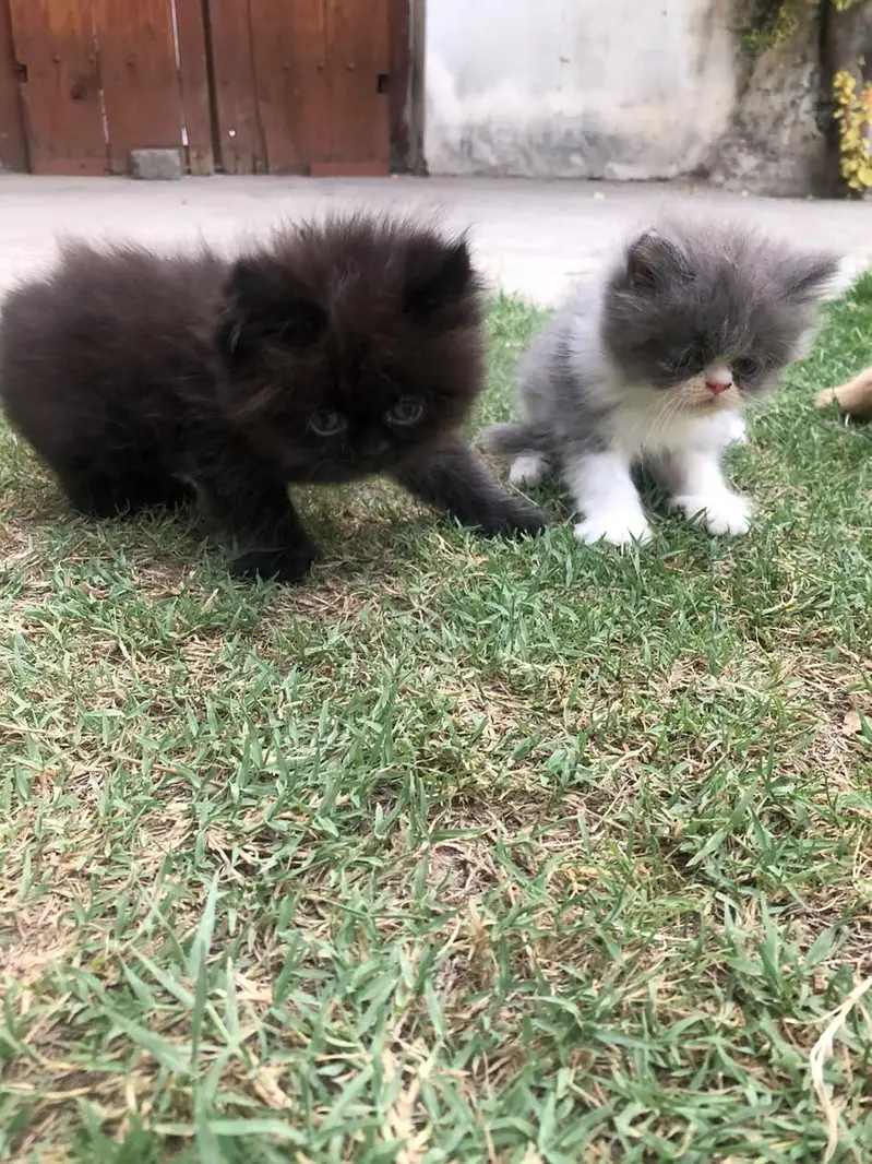 persian kittens — photo 6