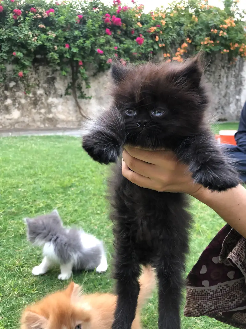 persian kittens — photo 7