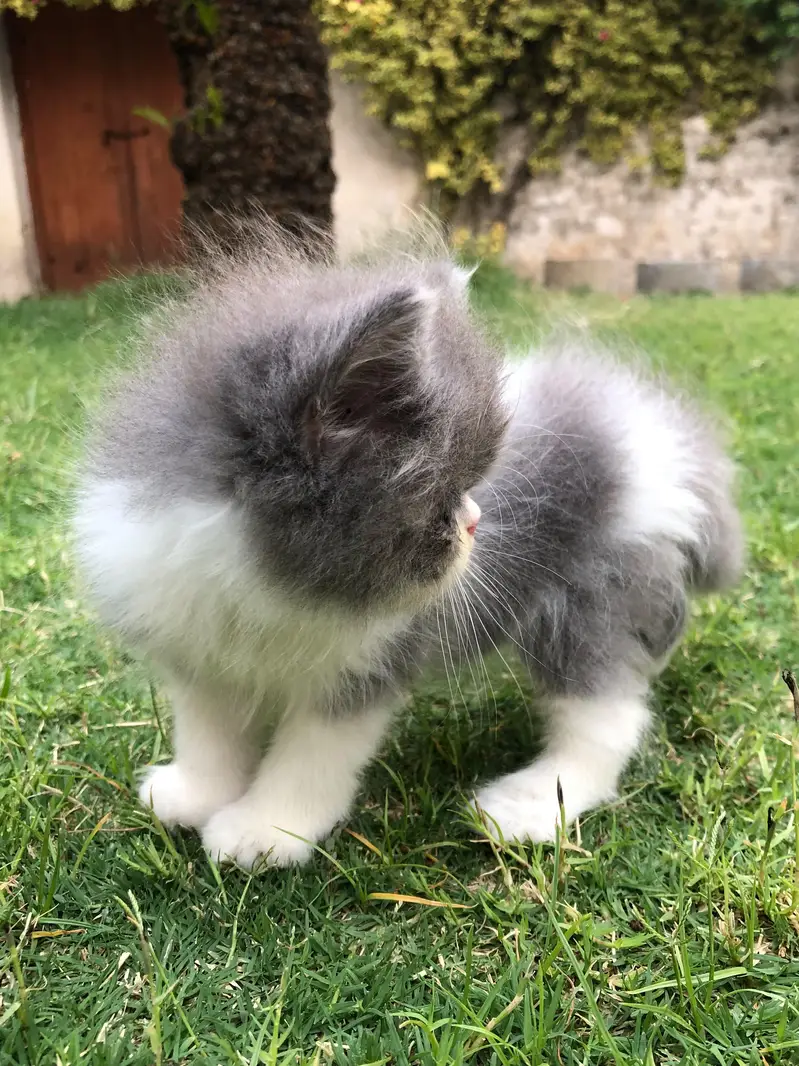 persian kittens — photo 8