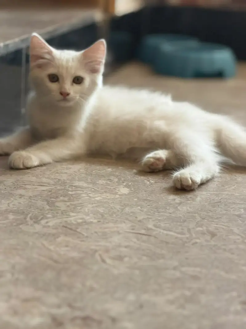 Best Quality Cats — photo 2
