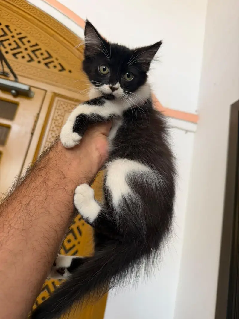 Best Quality Cats — photo 3