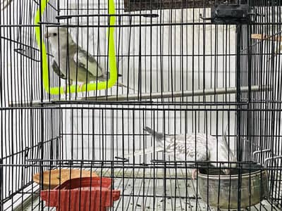 King Size Cocktail Breeder pair for sale