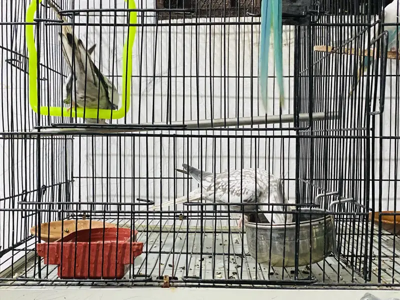 King Size Cocktail Breeder pair for sale — photo 2