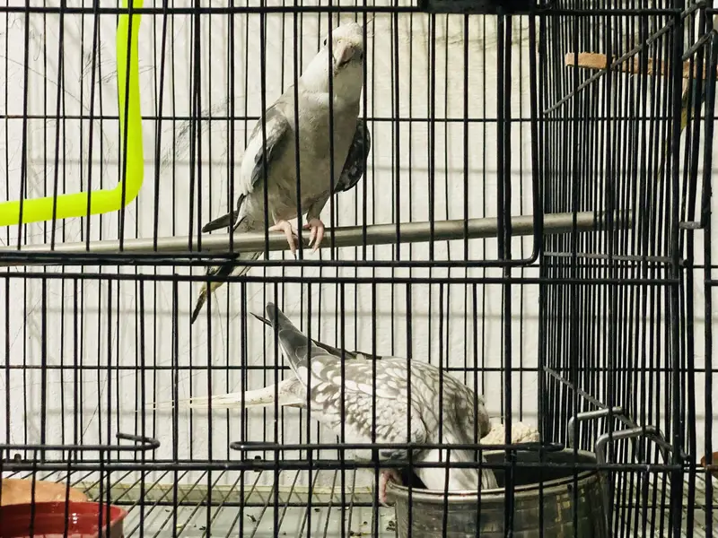 King Size Cocktail Breeder pair for sale — photo 3