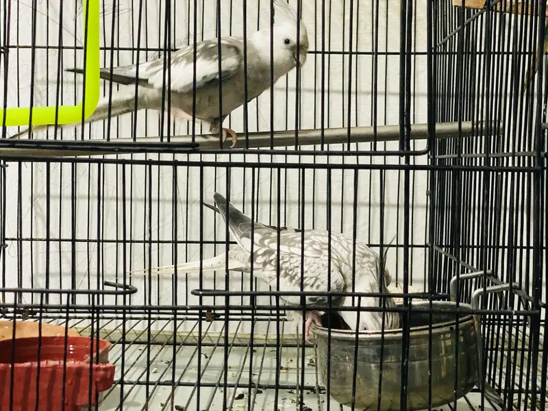 King Size Cocktail Breeder pair for sale — photo 4