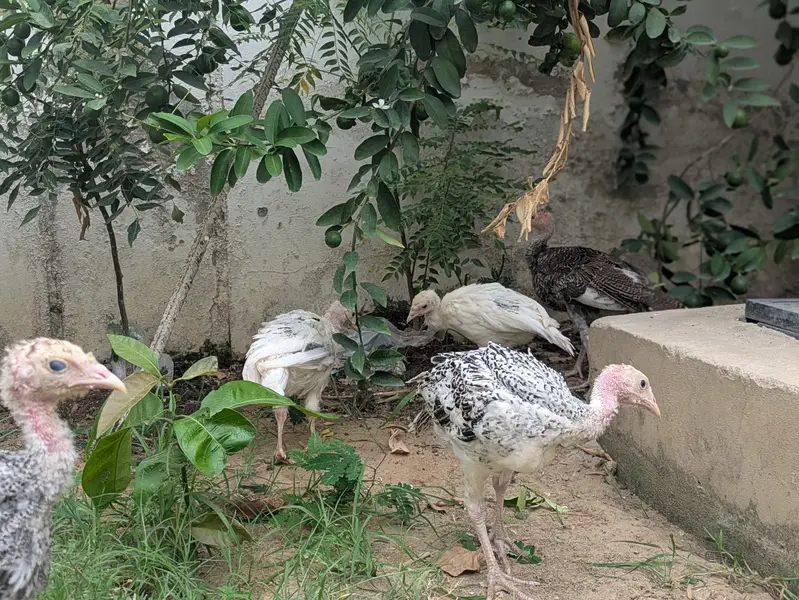Turkey Active pathe — photo 2