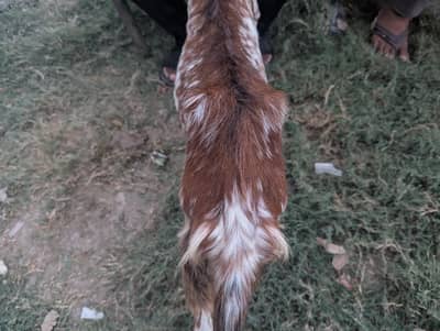 bakra for sale