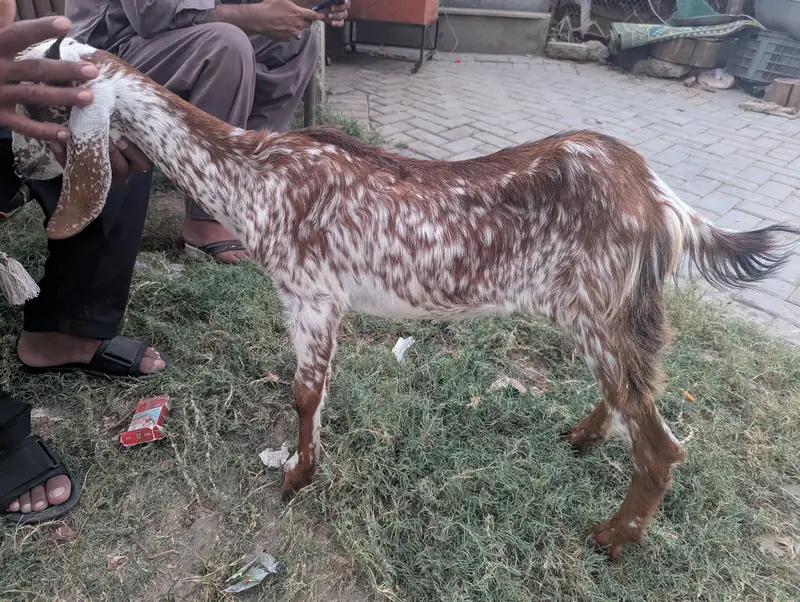 bakra for sale — photo 2
