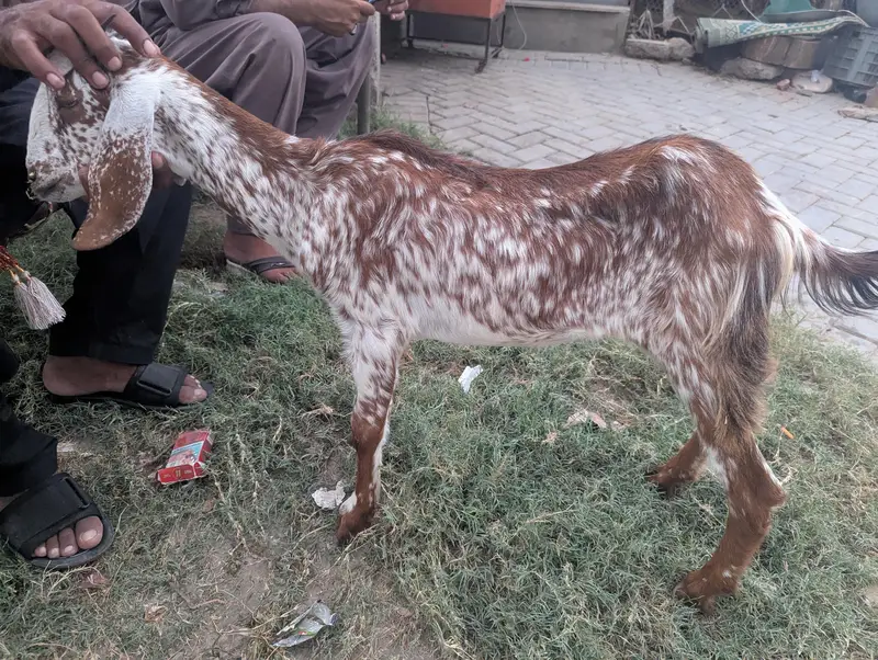 bakra for sale — photo 3