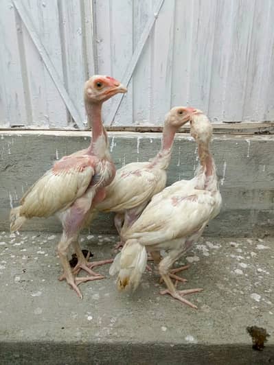 3 Aseel Heera Chicks For Sale. . what's app:03219874606