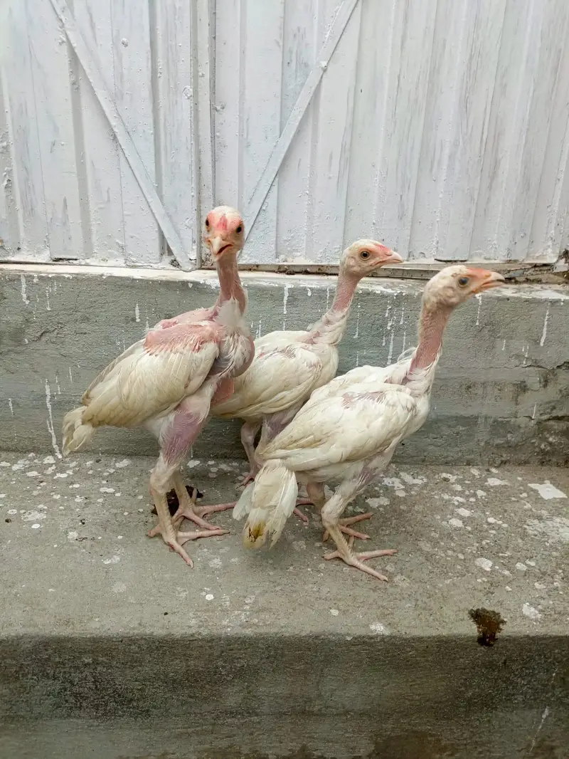 3 Aseel Heera Chicks For Sale. . what's app:03219874606 — photo 2