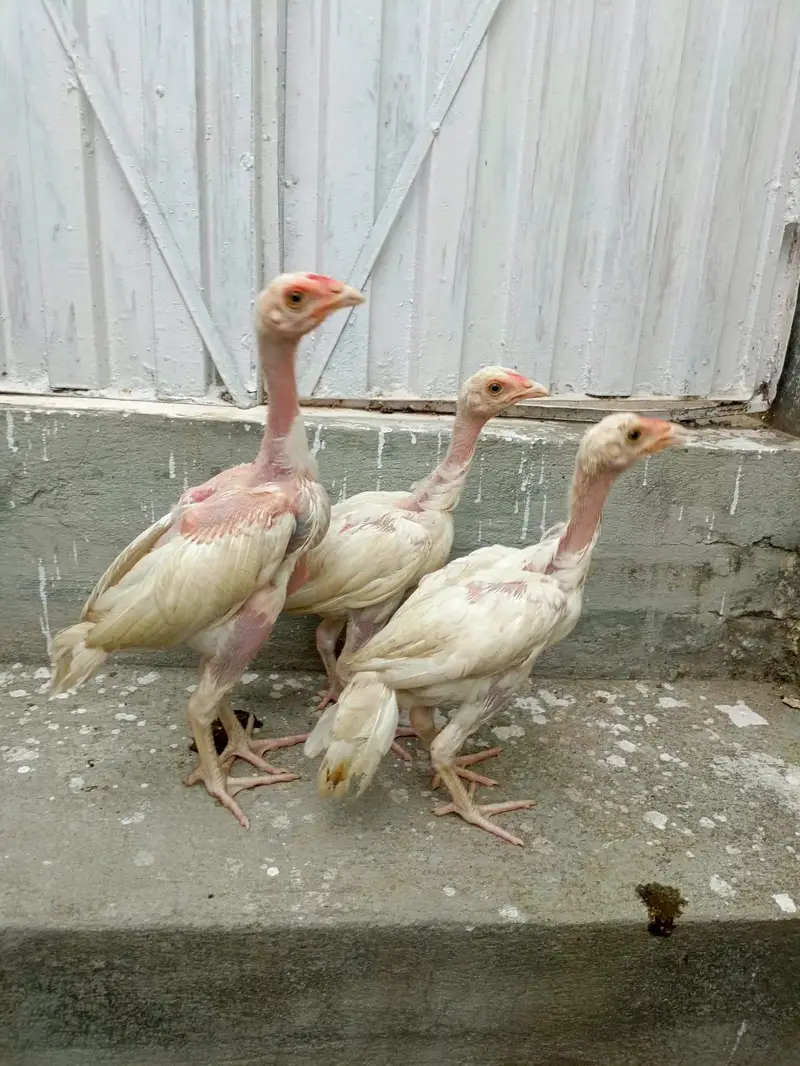 3 Aseel Heera Chicks For Sale. . what's app:03219874606 — photo 3