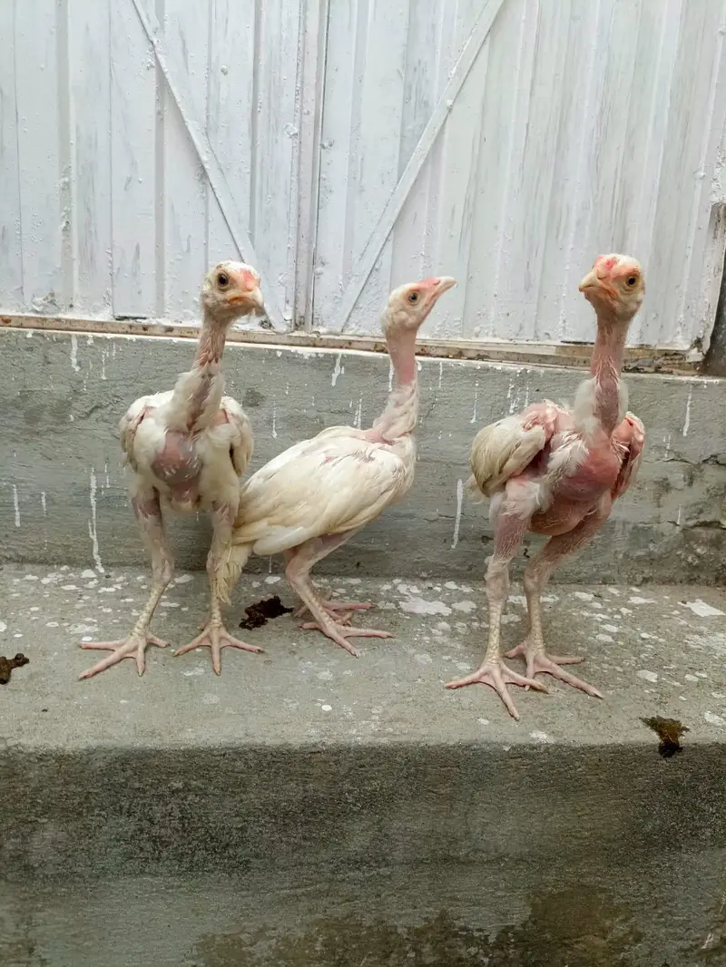 3 Aseel Heera Chicks For Sale. . what's app:03219874606 — photo 4