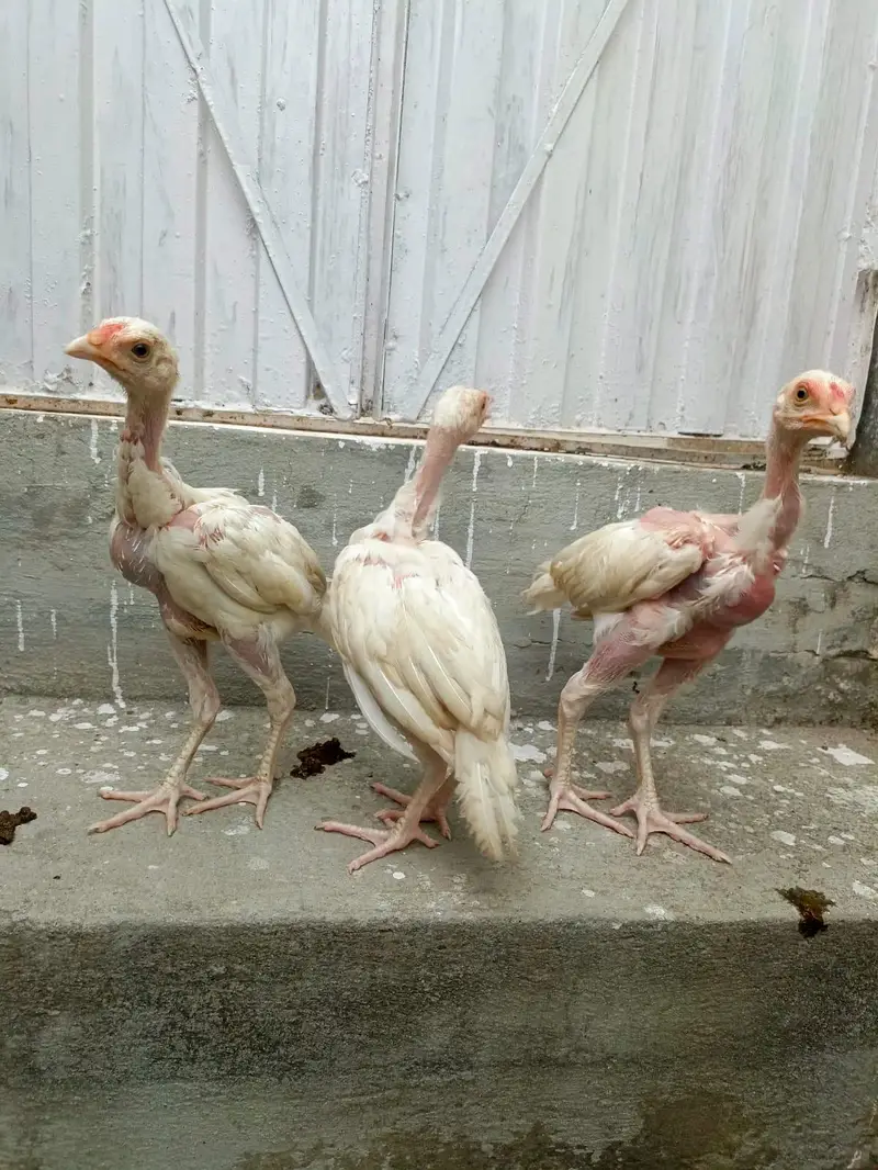 3 Aseel Heera Chicks For Sale. . what's app:03219874606 — photo 5