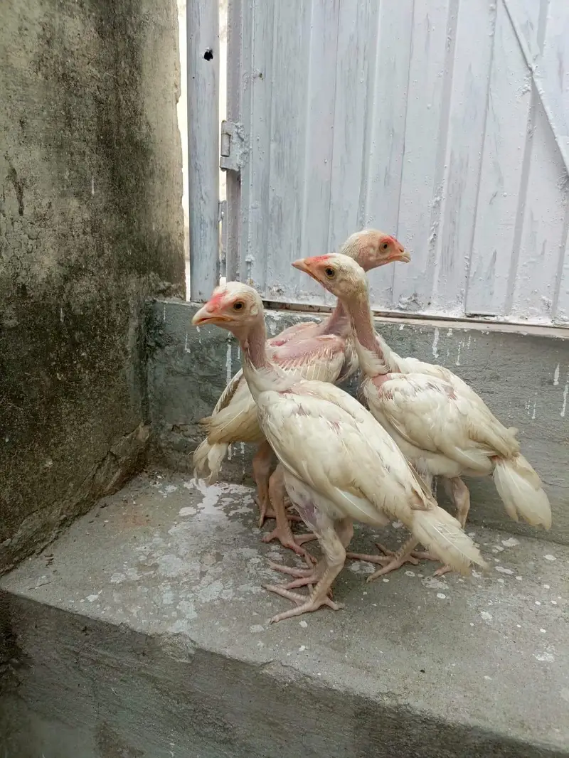 3 Aseel Heera Chicks For Sale. . what's app:03219874606 — photo 6
