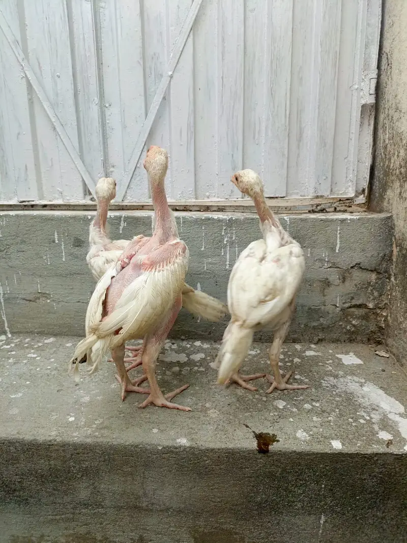 3 Aseel Heera Chicks For Sale. . what's app:03219874606 — photo 7