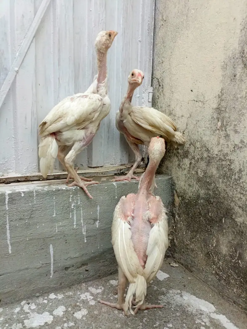 3 Aseel Heera Chicks For Sale. . what's app:03219874606 — photo 8