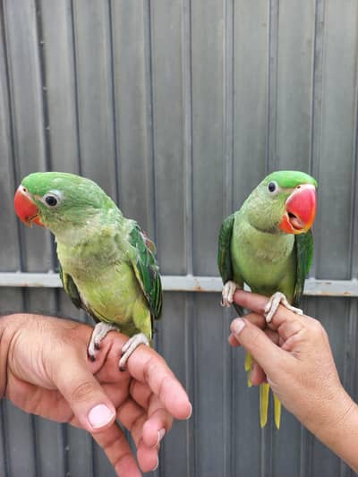 Raw friendly huge size hand tame pair