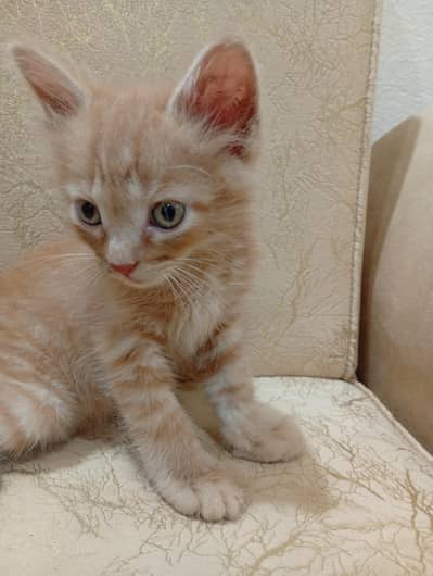 pure Persian semi punch face 1.5 months stole trained my d fluffy