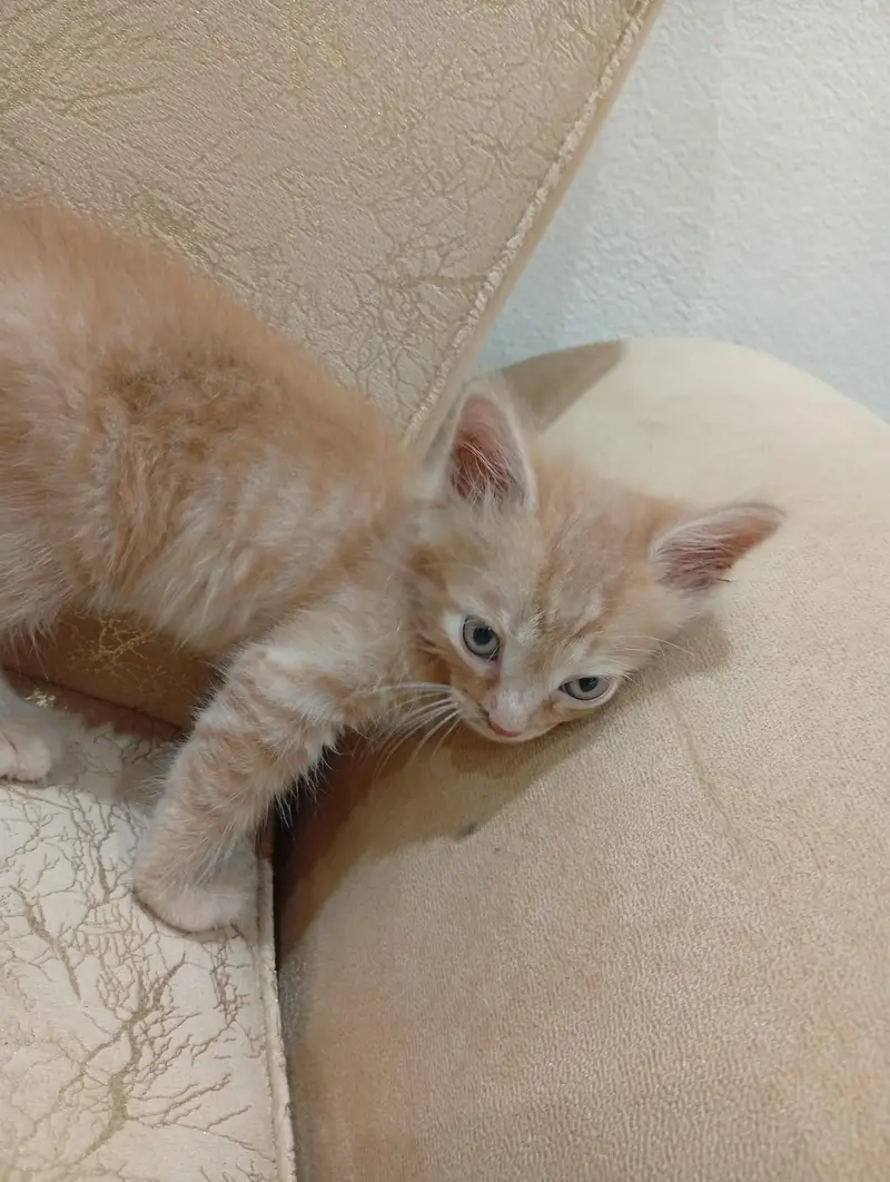pure Persian semi punch face 1.5 months stole trained my d fluffy — photo 2